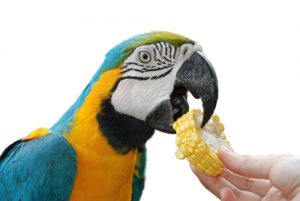 chăm sóc vẹt macaw