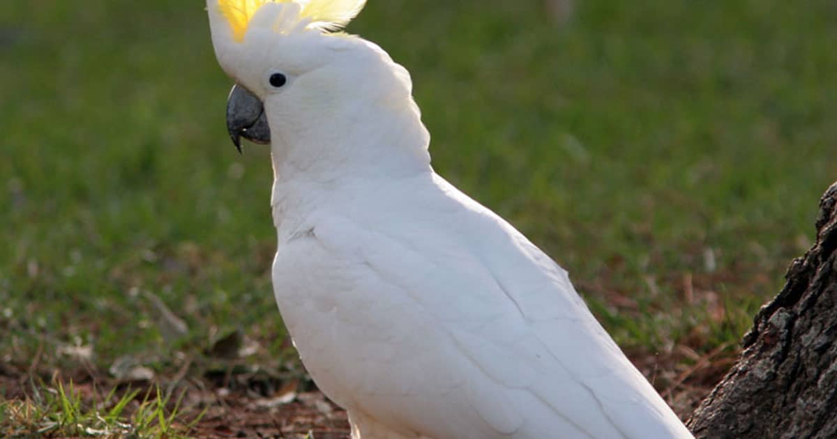 Vẹt Cockatoo