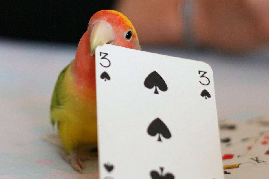 parrot play card