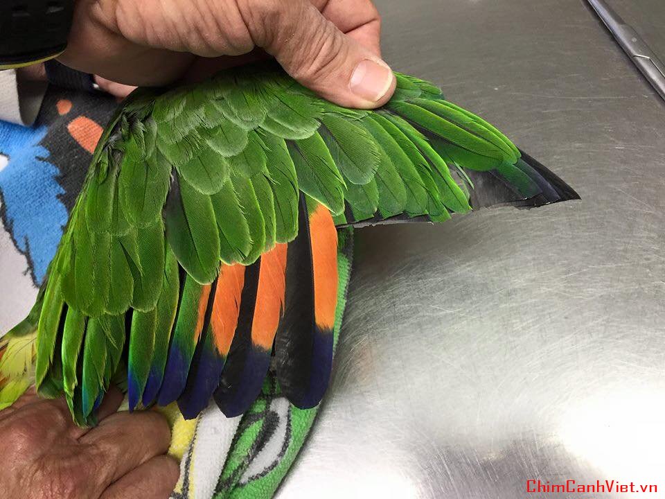 Khám phá hơn 92 hình ảnh chim chào mào mới nhất - Tin Học Vui