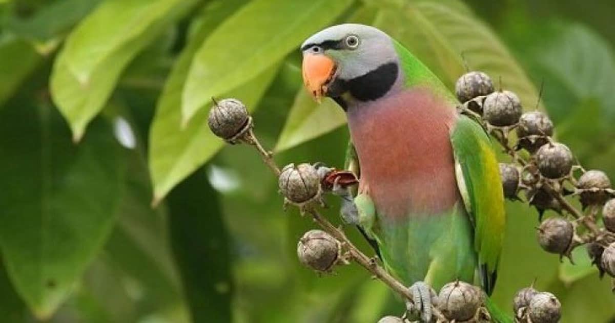 Phân loại chim vẹt phổ biến, được nuôi nhiều tại Việt Nam