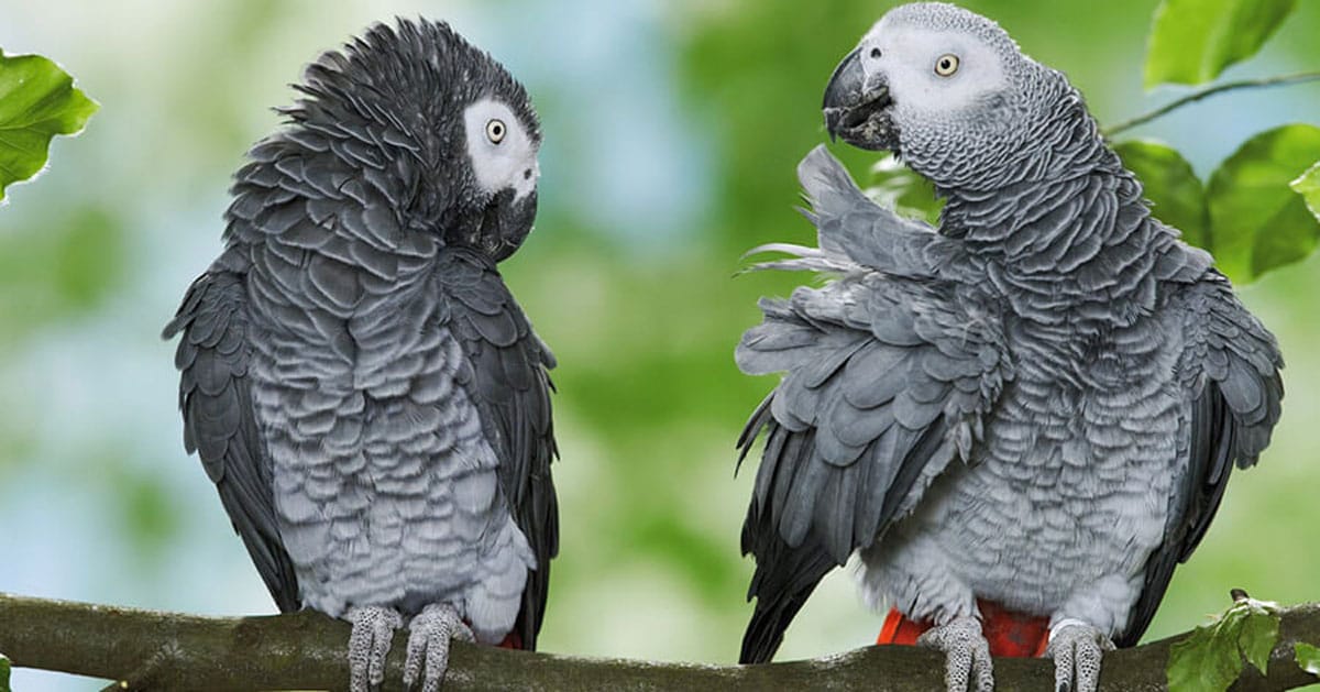 Vẹt Cockatiel | Đặc Điểm Giống Loài, Cách Nuôi & Chăm sóc - Thư Viện Thú  Cưng