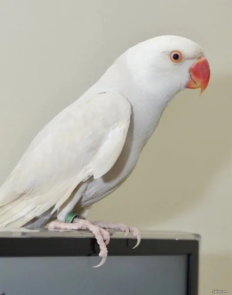 Ảnh sản phẩm