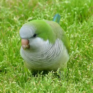 MONK PARAKEET