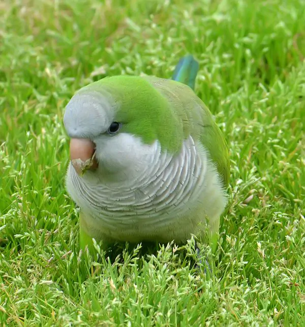 MONK PARAKEET