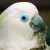 Blue Eyed Cockatoo