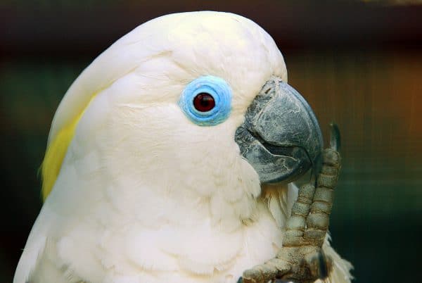 Blue Eyed Cockatoo