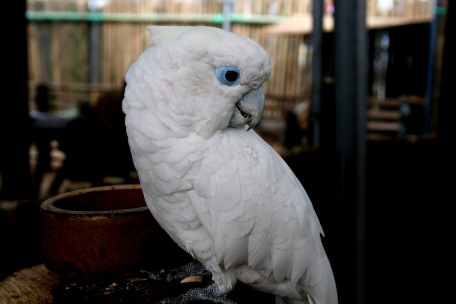 true blue cockatoo