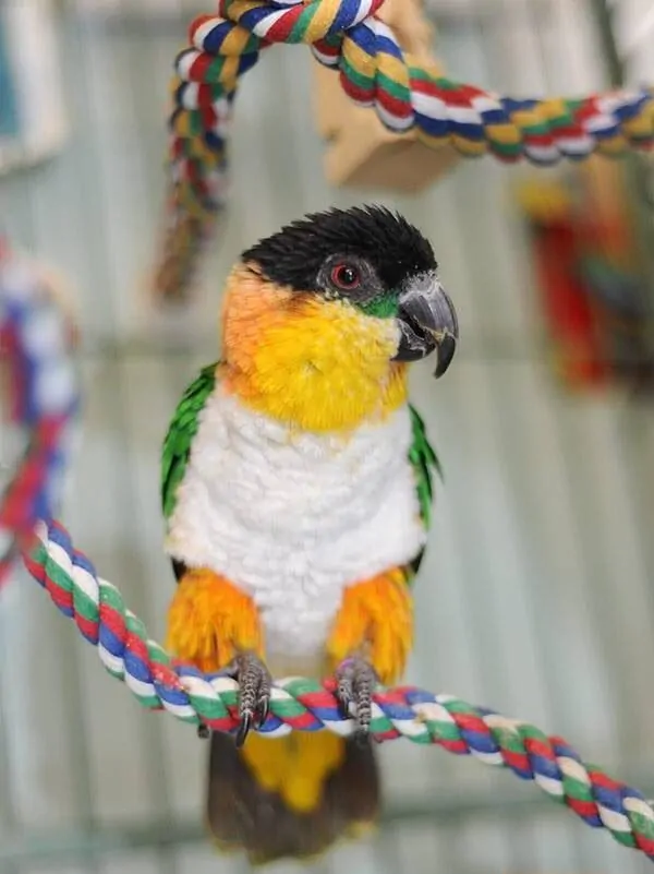 black headed