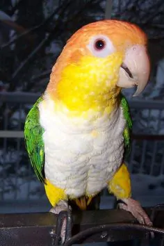 Ảnh sản phẩm