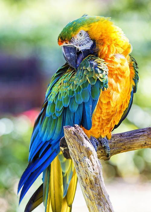 Nuôi Vẹt Macaw Blue and Gold nghìn đô đón lộc tiền tỉ | Pet Mart