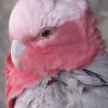 COCKATOO GALAH