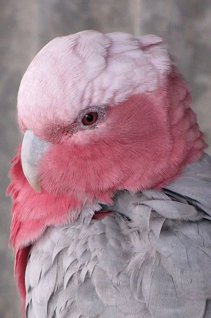 COCKATOO GALAH