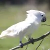 Umbrella Cockatoo