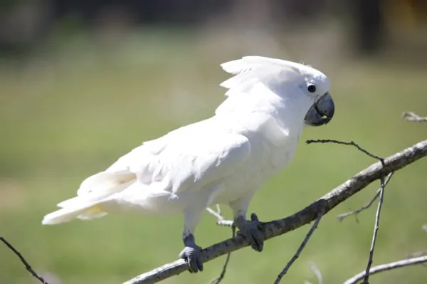 Umbrella Cockatoo