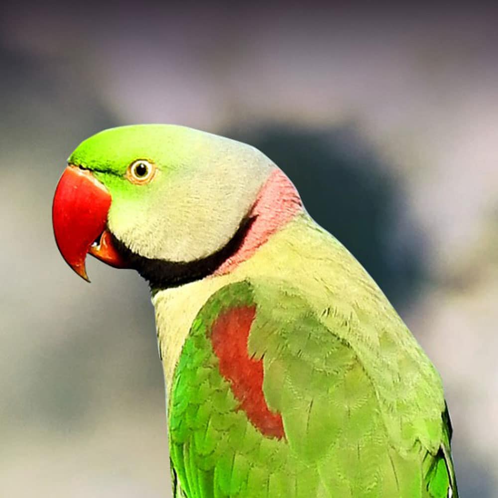 Alexandrian Parakeet (Xích Thái) - Pet Me Shop