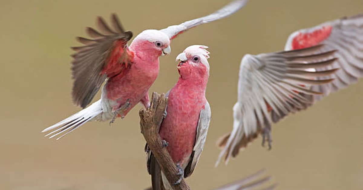 cockatoo