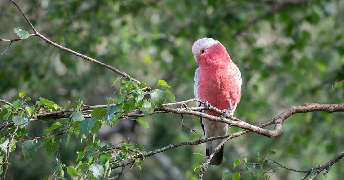 cockatoo1