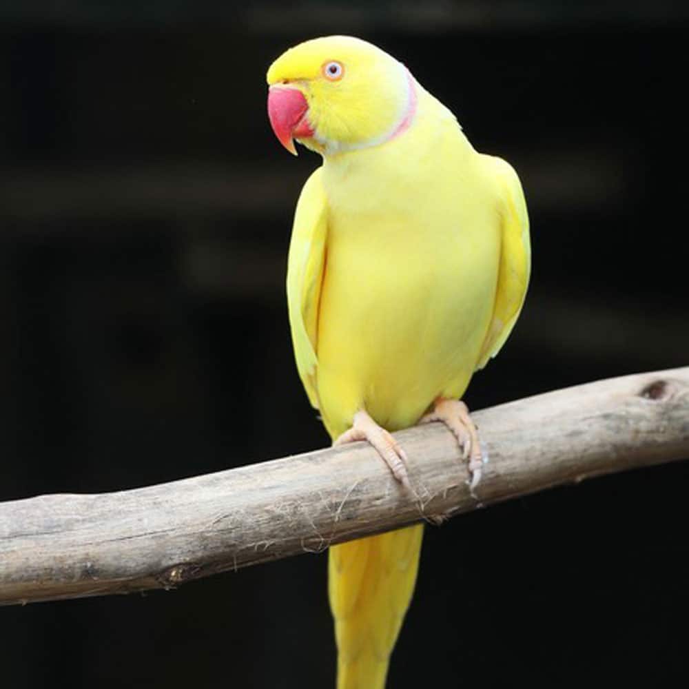 Thông tin về chim xích (Vẹt Má Vàng) | Yêu Thú Cưng