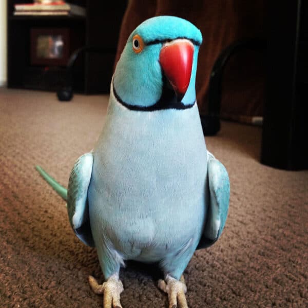 Indian Ringneck