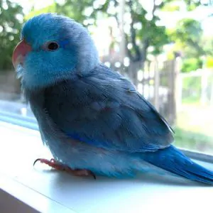 Parrotlet