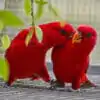 Lory & Lorikeet