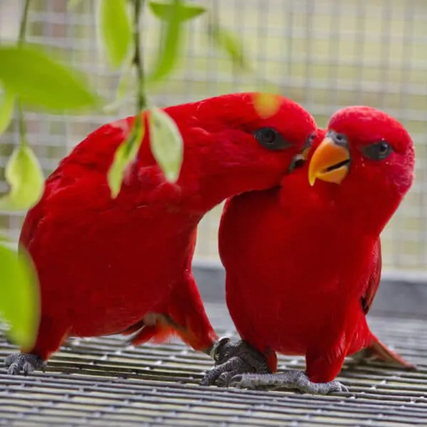 Lory & Lorikeet