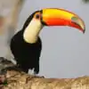 Toco Toucan