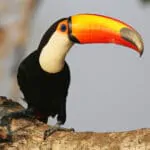 Toco Toucan