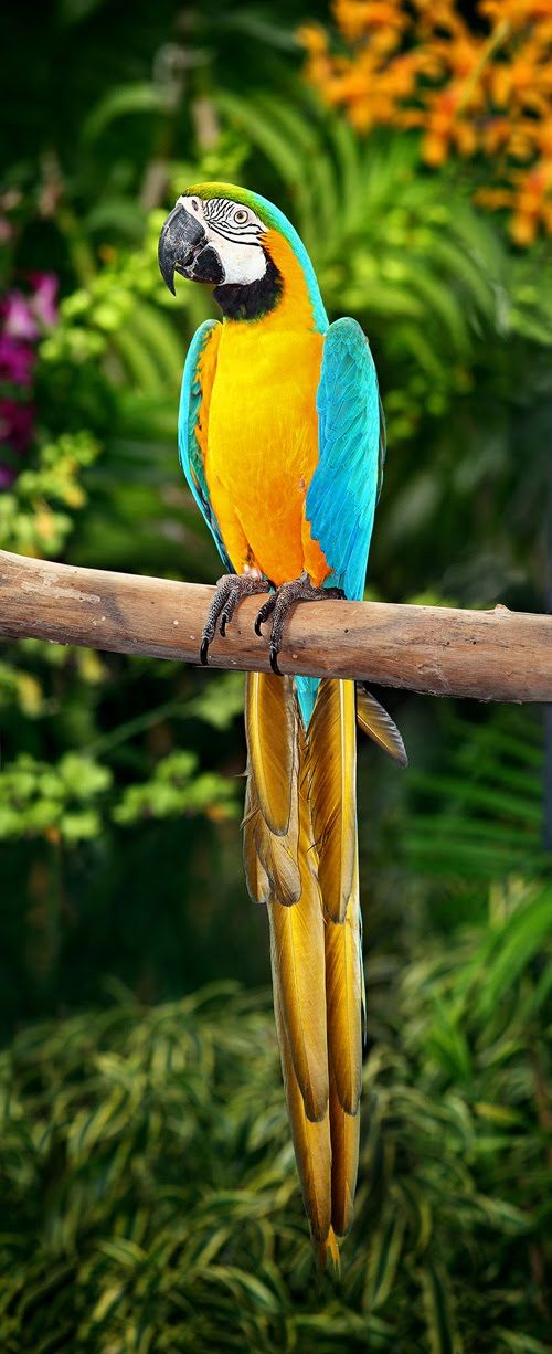 Vẹt nam mỹ Blue and Gold Macaws-Trang Trại Vườn Chim Việt