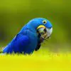 Hyacinth Macaw