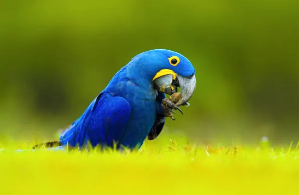 Hyacinth Macaw