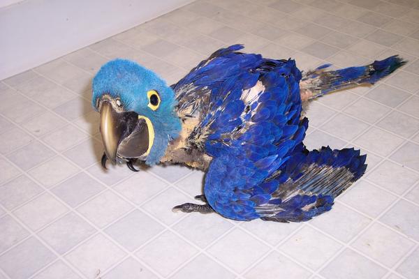 Buffon Macaw » Vương Quốc Vẹt | PMK