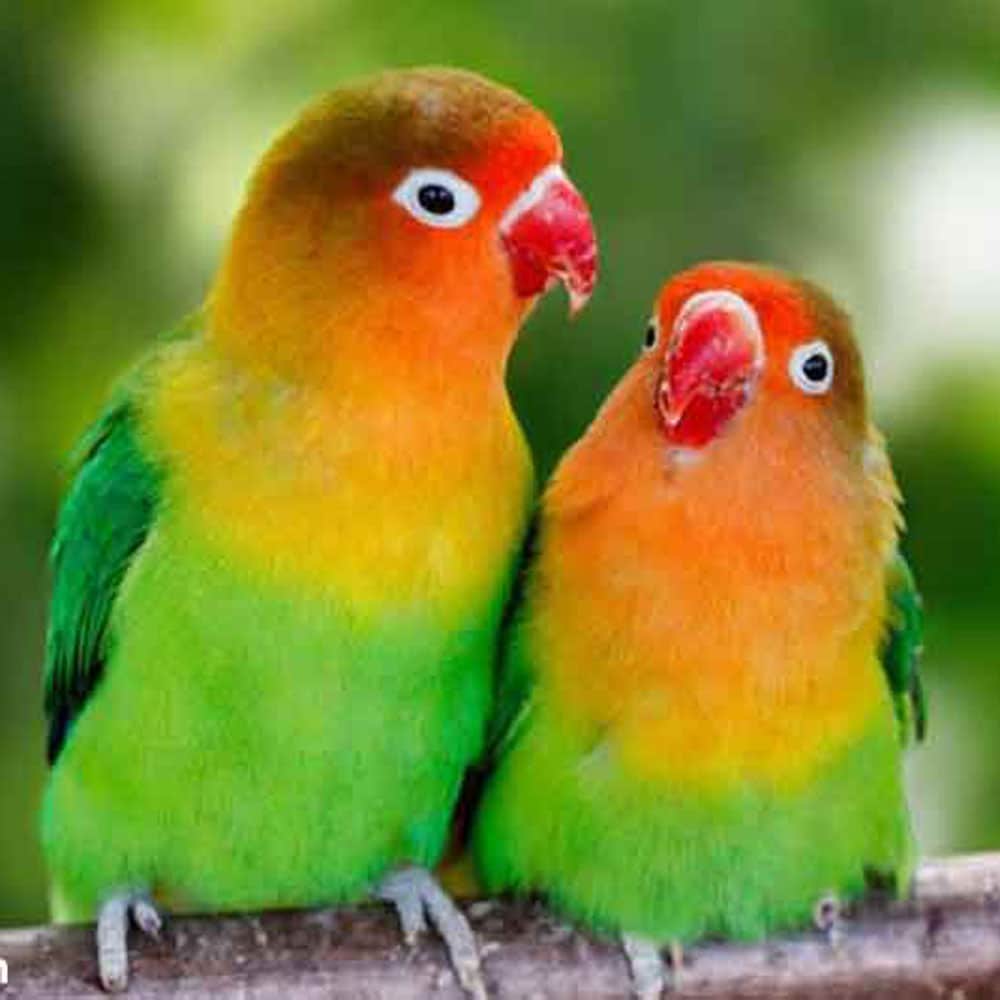 Đón nhận thú cưng mới - Vẹt lovebird siêu dễ thương ( vẹt mẫu đơn ) -  YouTube