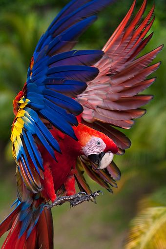 Hôn Vẹt Cặp Vẹt Đuôi Dài Vàng Và Xanh Hình ảnh Sẵn có - Tải xuống Hình ảnh  Ngay bây giờ - Vẹt macaw blue and gold, Vẹt, Vẹt macaw - Vẹt - iStock