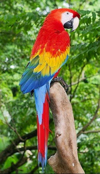 Beautiful Macaw Cute - Ảnh miễn phí trên Pixabay - Pixabay