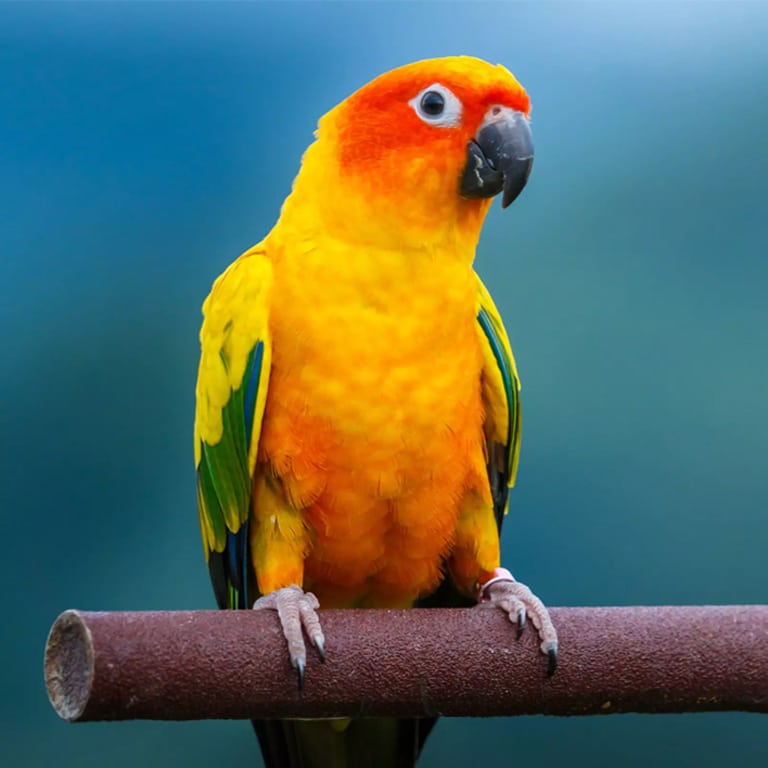 Tiếng Vẹt, Két Kêu. Tiếng Vẹt Gọi Bầy Hay Nhất. |Parrot Sound - YouTube