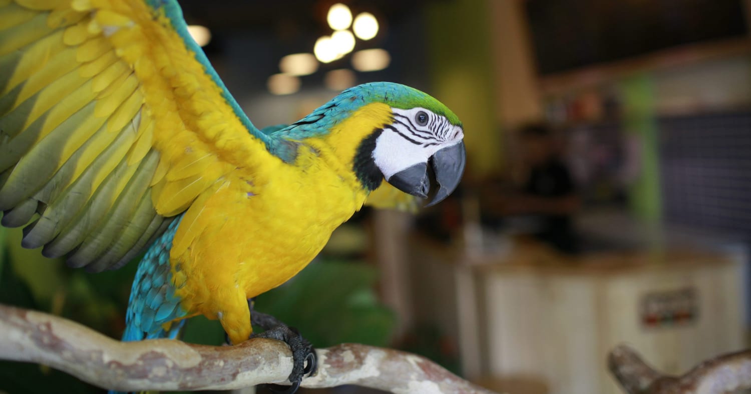 Buy and sell consignment parrots