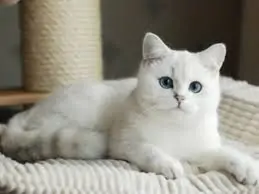 supplement nutrition for cats