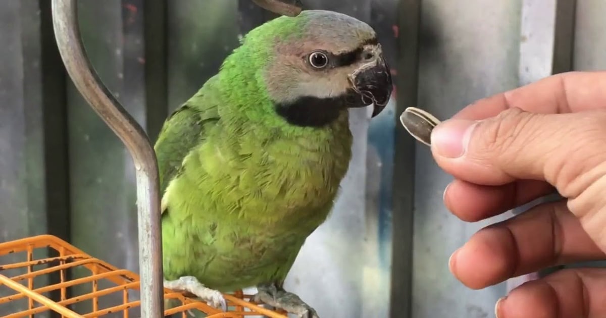 Parrot hotel service