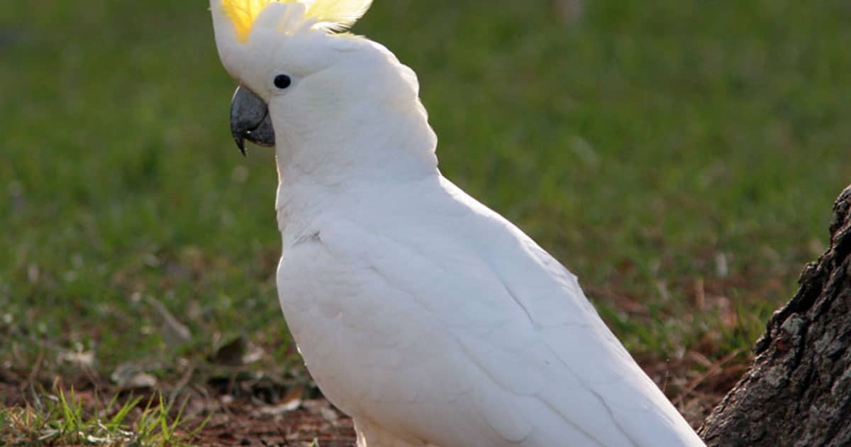 Cockatoo