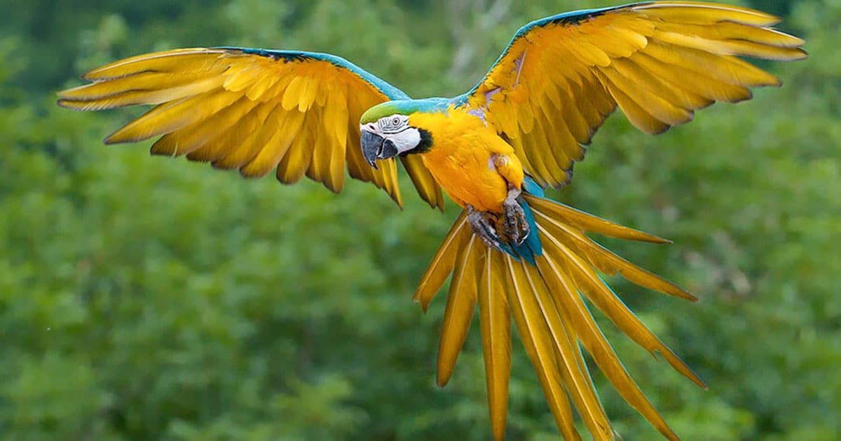 Macaw