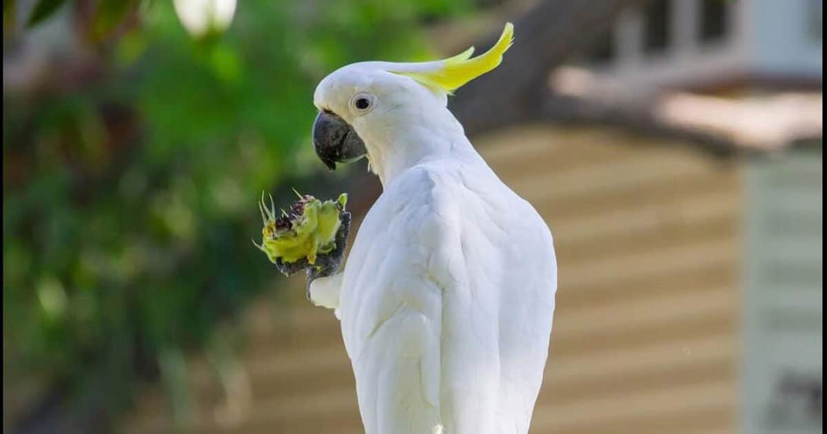 about-the-white-parrot-breed