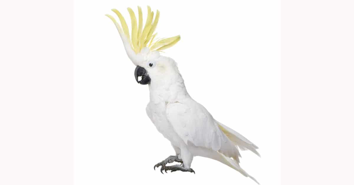 whiteparrots-issues-to-keep-in-mind-when-raising