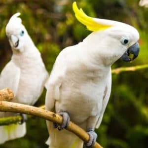 whiteparrots-issues-to-keep-in-mind-when-raising