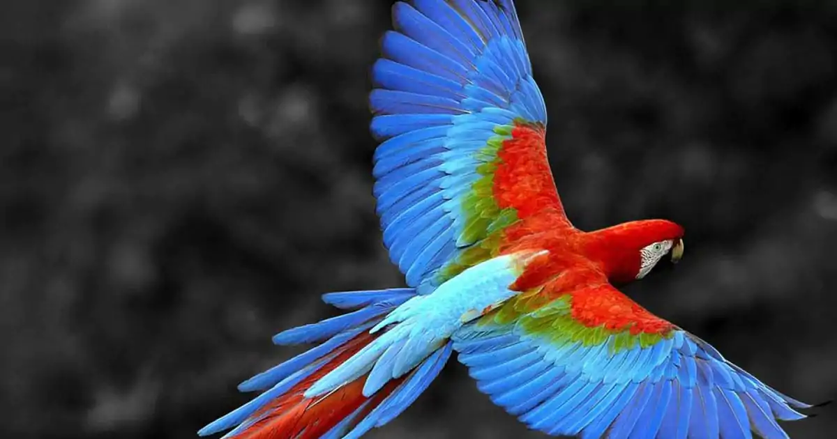 outstanding-features-of-macaw-parrots-and-notes-when-raising-parrots-2
