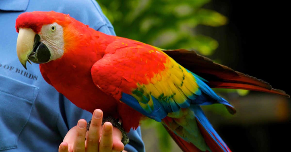 what-age-of-parrots-is-suitable-for-breeding