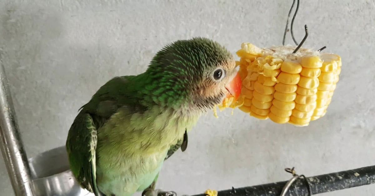 5-places-to-cheap-sell-baby-parrots-in-ho-chi-minh-city-you-should-know