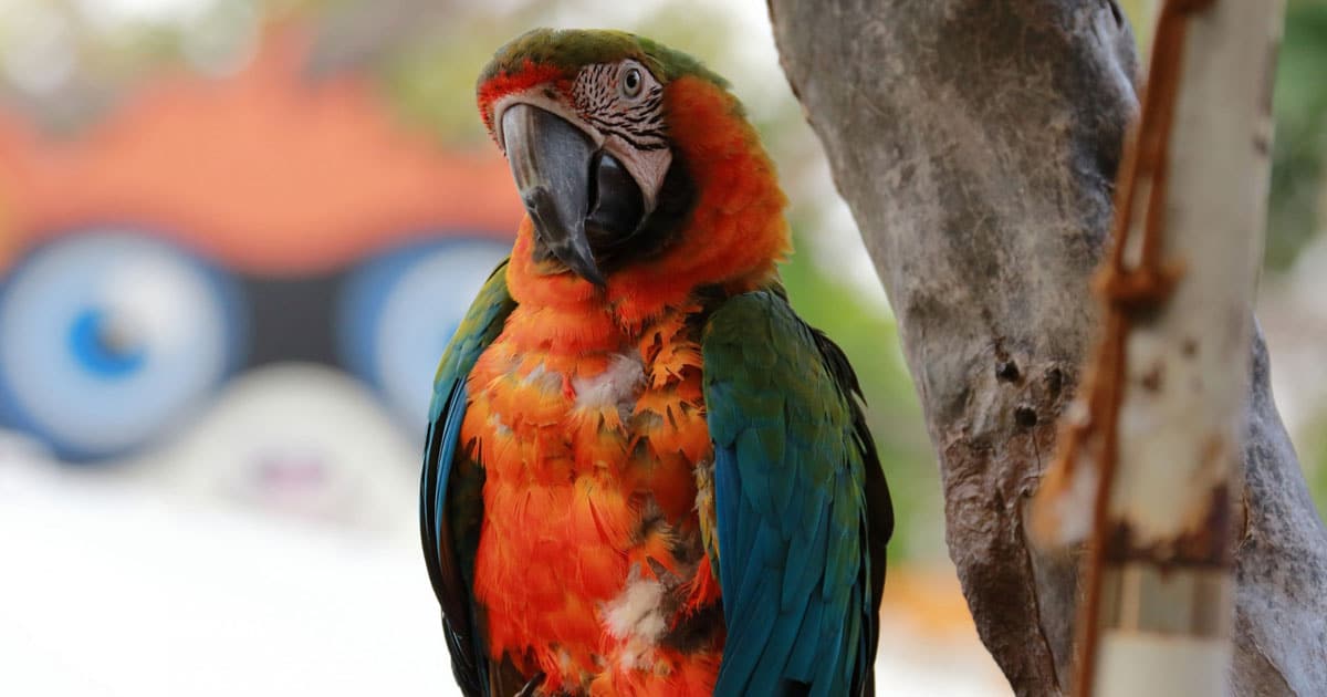 what-is-the-difference-between-young-south-american-parrots-and-other-parrots