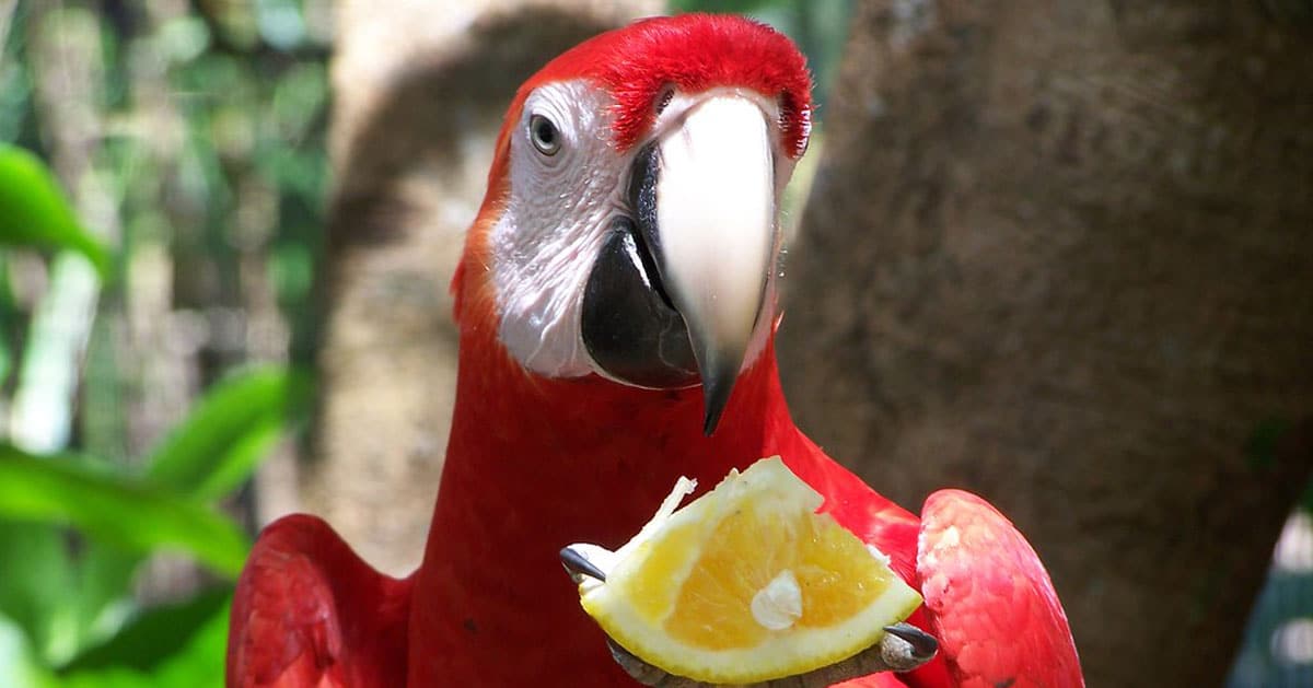 outstanding-features-of-macaw-parrots-and-notes-when-raising-parrots